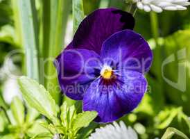 Viola wittrockiana pansy blue flowers with green