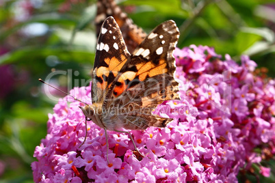 Painted lady butterfly, Vanessa cardui, adult on purple syringa flowers