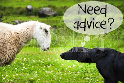 Dog Meets Sheep, English Text Need Advice