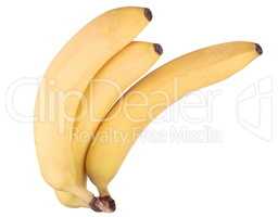 three yellow banana isolated