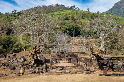 Plumeria flower trees at the ruins of the Vat Phou Khmer temple, Laos