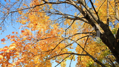 yellow leafs on tree