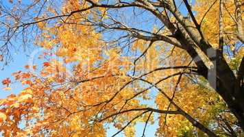 yellow leafs on tree