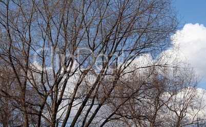 woods on sky background