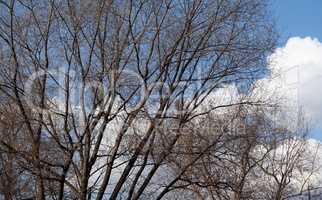 woods on sky background