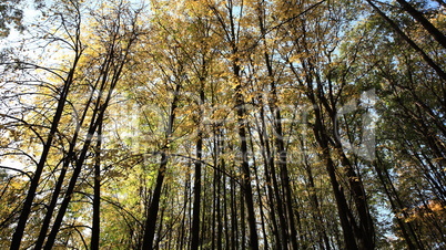 trees in autumn day