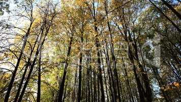 trees in autumn day