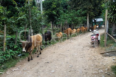cows in a field near Vang Vieng, Vientiane Province, Laos.