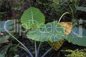 Rain forest near the Tat Kuang Si Waterfalls at Luang prabang, Laos