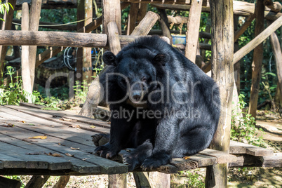 black bear in animal conservation, Tat Kuang Si waterfalls, Luang Prabang, Laos