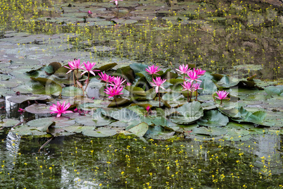 Lotus pond in the Royal Palace in Luang Prabang, Laos, Asia