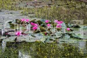 Lotus pond in the Royal Palace in Luang Prabang, Laos, Asia