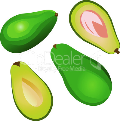 Vector Avocado fruit isolated on a white background