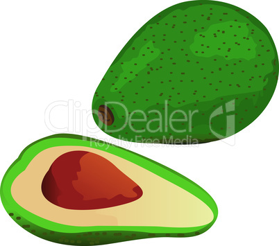 Avocado vector illustration