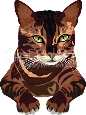 cat vector illustration on a white background