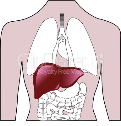 Liver location in a human body