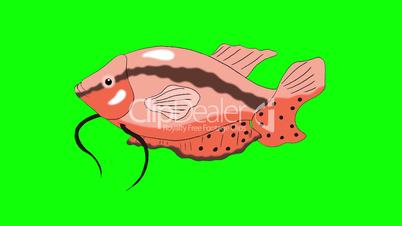 Big Red Aquarium Fish Gourami  Chroma Key looped