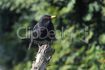 Amsel