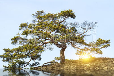 Baum mit strahlender Kraft