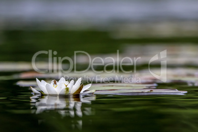 White water lily in water.