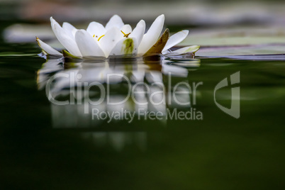 White water lily in water.