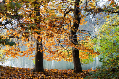 autumn view in The English Garden, Munich, Germany.