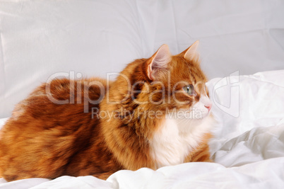 fluffy red-headed cat