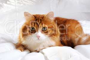 fluffy red-headed cat