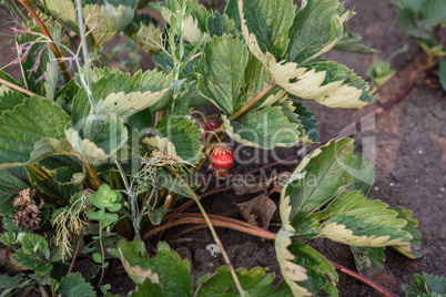 Strawberries growing on a plant close up