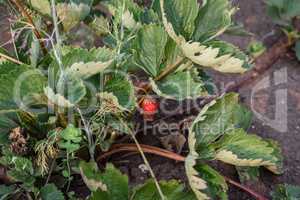 Strawberries growing on a plant close up