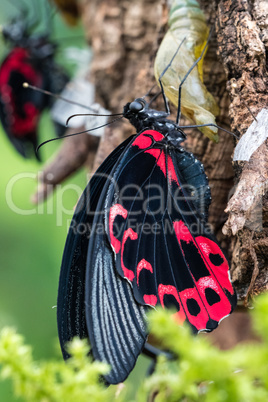 Papilio rumanzovia, the scarlet Mormon or red Mormon, butterfly