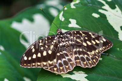 Tropical butterfly sitting on a leaf and resting