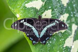 Blue morpho butterfly or the emperor, morpho peleides resting on a flower
