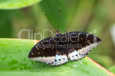 Tropical butterfly sitting on a leaf and resting