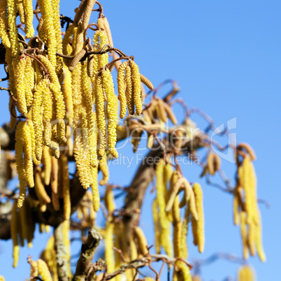 hazel branch