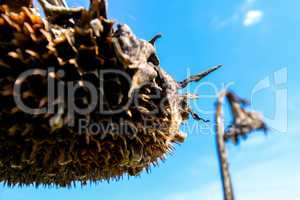 Deflorate, withered sunflower on background of blue sky.