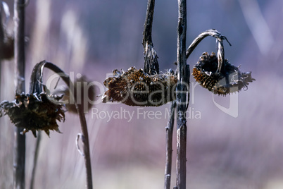 Closeup of deflorate, withered sunflowers.