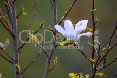 Close up of magnolia flower in spring.