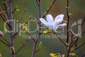 Close up of magnolia flower in spring.