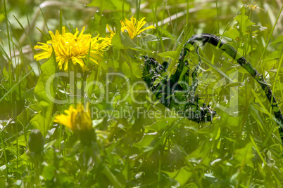 Sunflower in green dandelion meadow.