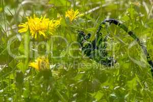 Sunflower in green dandelion meadow.