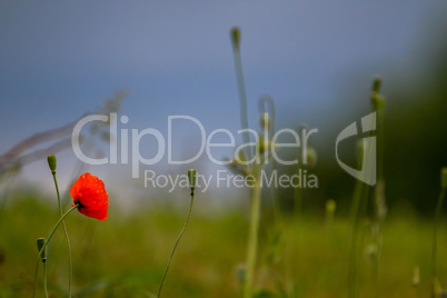 Blooming red poppy flowers on summer meadow.