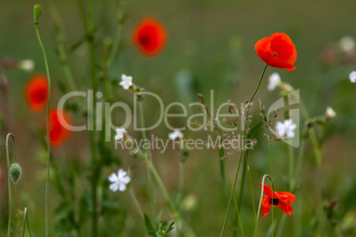 Blooming red poppy and white flowers on meadow.