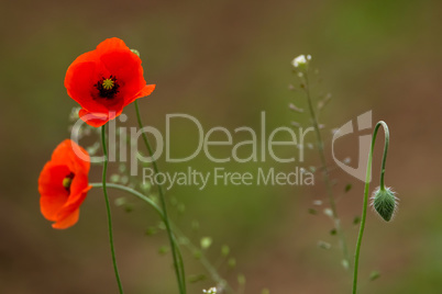 Blooming red poppy flowers on summer meadow.