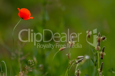 Blooming red poppy flowers on summer meadow.