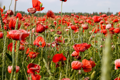 Landscape of red poppy flowers on meadow.