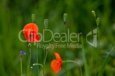 Blooming red poppy flowers on summer meadow.