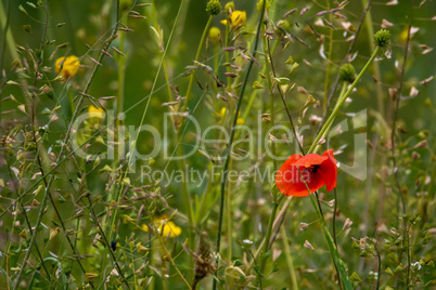 Blooming red poppy and yellow flowers on meadow.