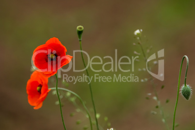 Blooming red poppy flowers on summer meadow.