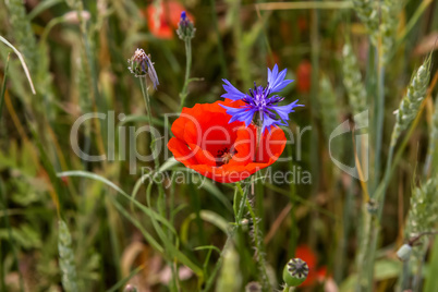 Blooming red poppy flowers and cornflower on meadow.